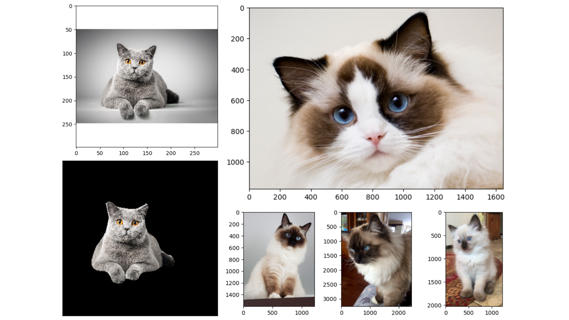 Cat Breeds Classification